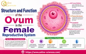 7 Powerful Facts About the Structure and Function of the Ovum in the Female Reproductive System Structure and Function of the Ovum in the Female Reproductive System
