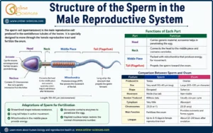 Structure of the Sperm in the Male Reproductive System: 10 powerful Facts You Must Know Structure of the sperm in the male reproductive system