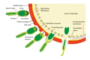 Amazing 2026 Guide: How does the fertilization process take place in the human? The penetration of the sperm