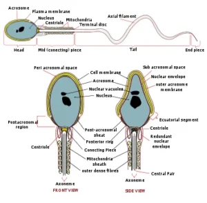 Structure of the Sperm in the Male Reproductive System: 10 powerful Facts You Must Know The sperm