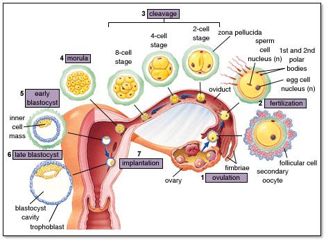 How does the fertilization process  take place in the human 