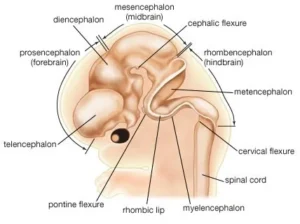 Stages of embryo (fetus) development, 9 Amazing Stages Every Parent Should Know Fetal brain development