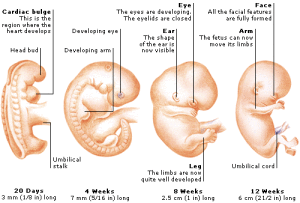 From embryo and fetus