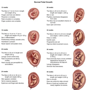 Stages of embryo (fetus) development, 9 Amazing Stages Every Parent Should Know Normal fetal growth