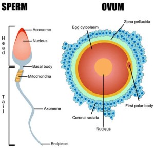 Sperm and ovum 