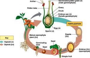 Reproductive stages in plants