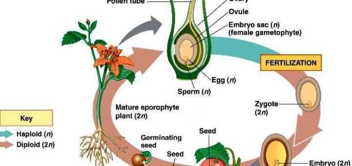 Reproductive stages in plants