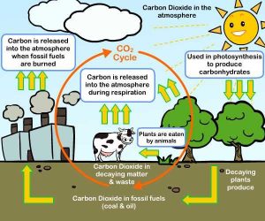 Sources of carbon dioxide gas