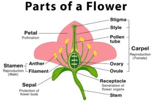 What is the structure and function of the typical flower? Structure of the flower