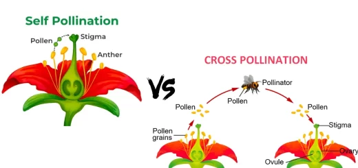 Types of pollination in the plants