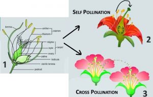 Types of pollination in the plants
