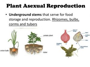 Asexual reproduction in the plants