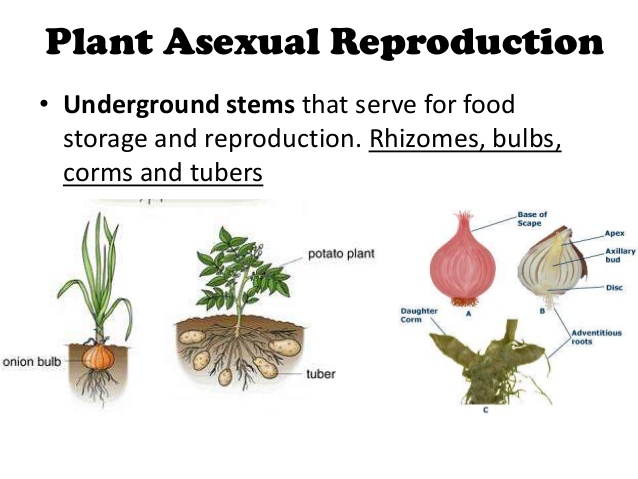Advantages and disadvantages of asexual reproduction in plants | Science  online