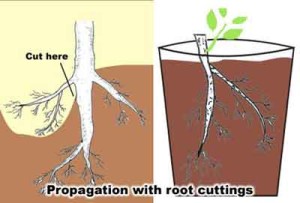 Root cutting
