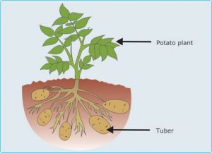 Asexual reproduction by tubers in plants