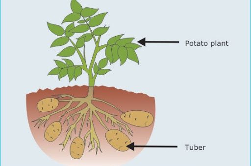 Asexual reproduction by tubers in plants