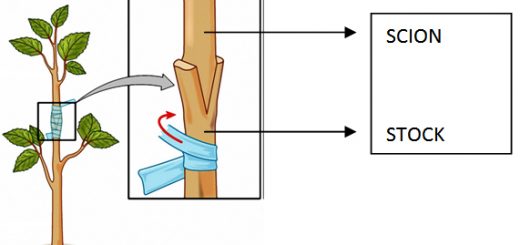 Reproduction by grafting