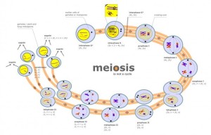Meiosis phases