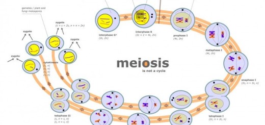 Meiosis phases