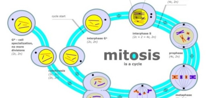 Stages of mitosis