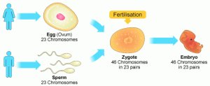 The sexual reproduction