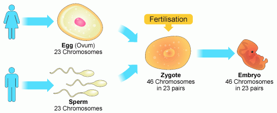 The sexual reproduction is a source of genetic variations | Science online