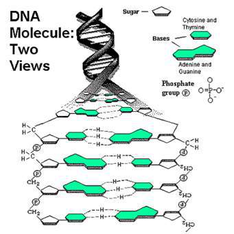 What Does DNA Stand For? Deoxyribose Nucleic Acid