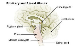 Pituitary glands