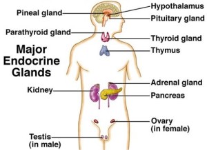 Endocrine glands 