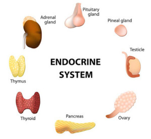 Endocrine glands 