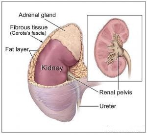 Kidney cancer hormone therapy