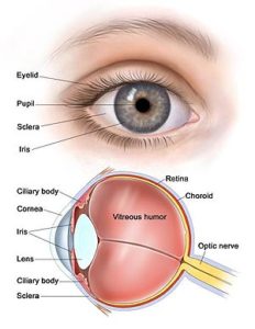 Eye parts
