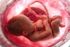 Placenta importance in fetal development