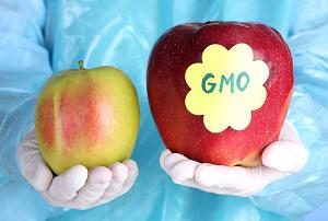 Genetically modified organisms