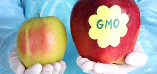 Genetically modified organisms