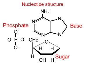 Nucleic acids