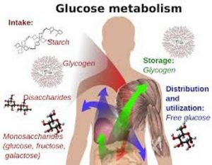 Chemical structure and importance of living organisms’ bodies 