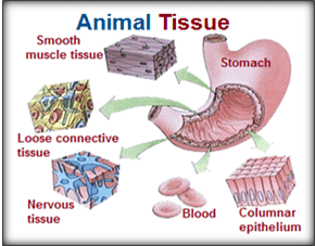 Animal tissues