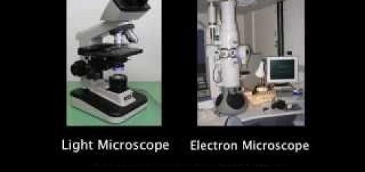 Light microscope and Electron microscope