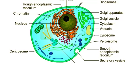 Non-membranous organelles and membranous organelles in the cytoplasm