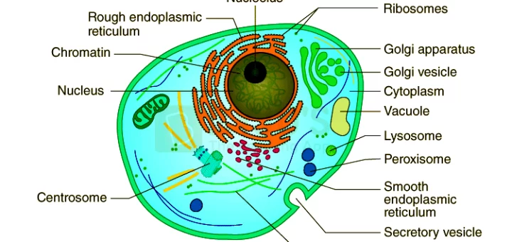 Non-membranous organelles and membranous organelles in the cytoplasm