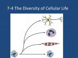 Diversity of cells