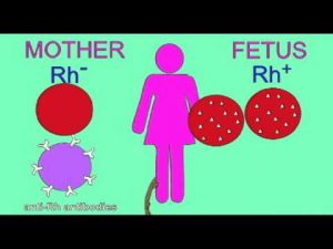 Rhesus factor ( Rh )
