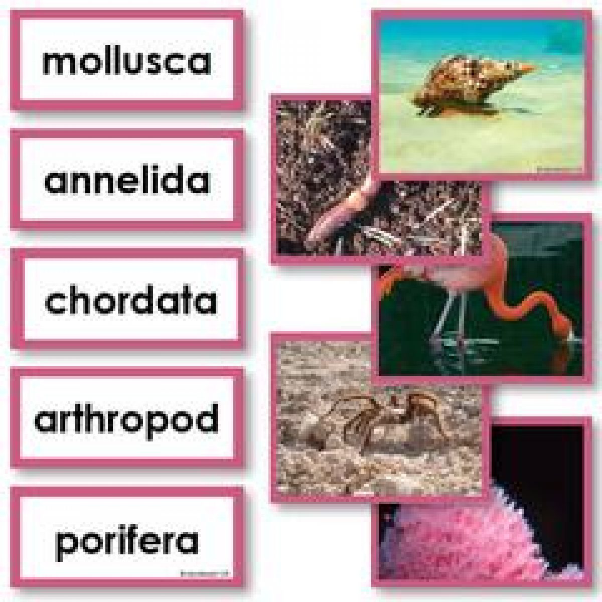 Kingdom Animalia Phylum Arthropoda House Fly Stock Photo. Image Of