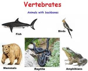 Classes and General characteristics of Vertebrates 