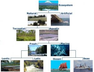 Classification of ecosystem and Environmental balance ...