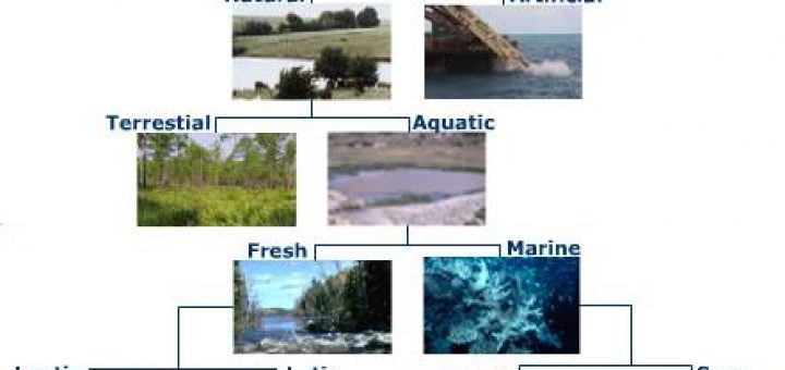 Classification of ecosystem