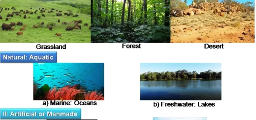 Classification of ecosystem