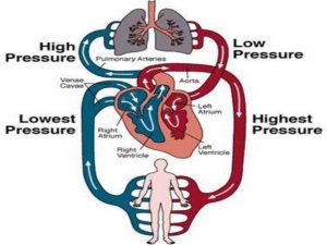 Blood circulation in Human 
