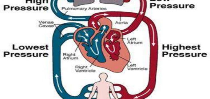 Blood circulation in Human
